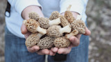 Hands cupping a pile of morel mushrooms with trimmed white stems