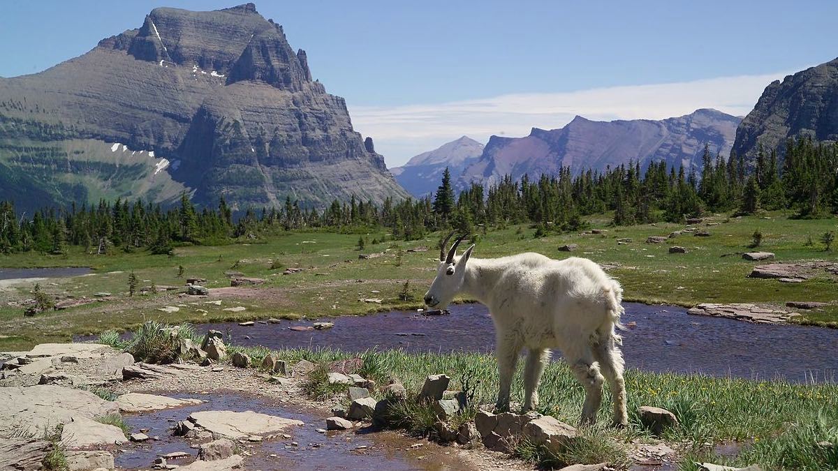 Interior Secretary Halts Aerial Gunning of Mountain Goats in Grand Teton