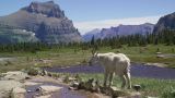 Interior Secretary Halts Aerial Gunning of Mountain Goats in Grand Teton