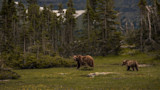 Father and Son Sentenced After Poaching Collared Grizzly