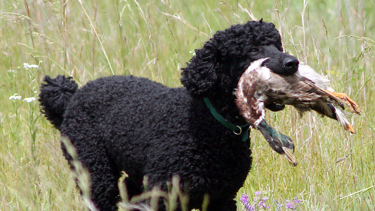 Underrated Bird Dog Breeds You Should Consider