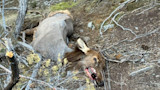 Elk Mange Photo Credit Rose Kaiotii.jpg