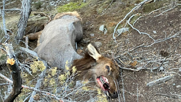Elk Mange Photo Credit Rose Kaiotii.jpg
