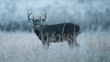 Mature buck with large antlers standing in frost-covered grass, looking toward camera