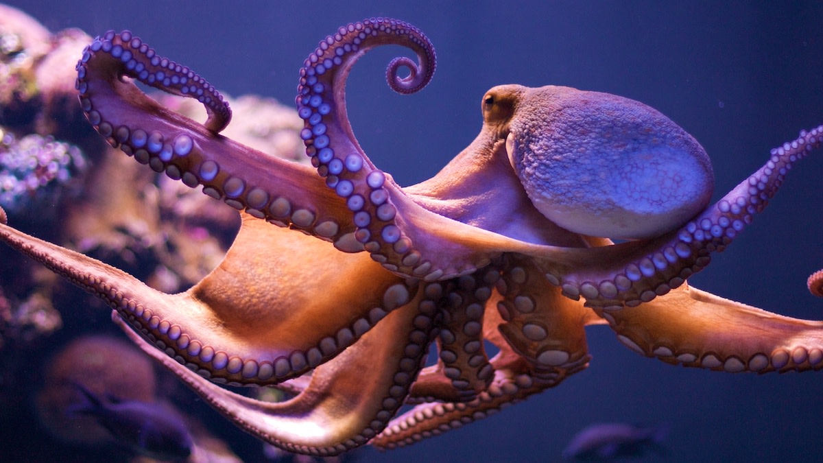 Octopus with spread, curled tentacles against purple-lit aquarium background