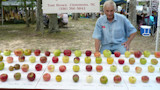 Man behind table of apples labeled by variety; sign reads "Tom Brown Clemmons, NC (336) 766-5842"