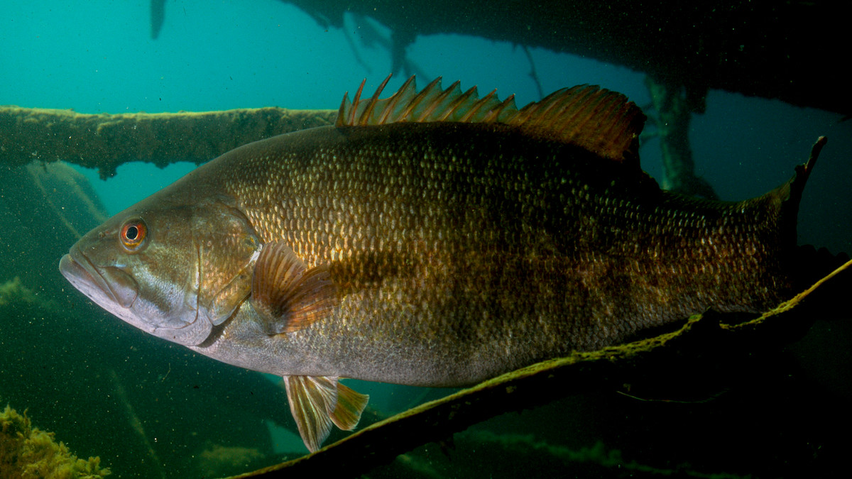 How to Catch Pressured Bass