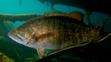 Large smallmouth bass swimming under a dock among submerged logs and algae