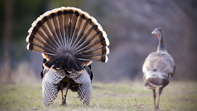 Male turkey displaying fanned tail in field, female turkey walking in background