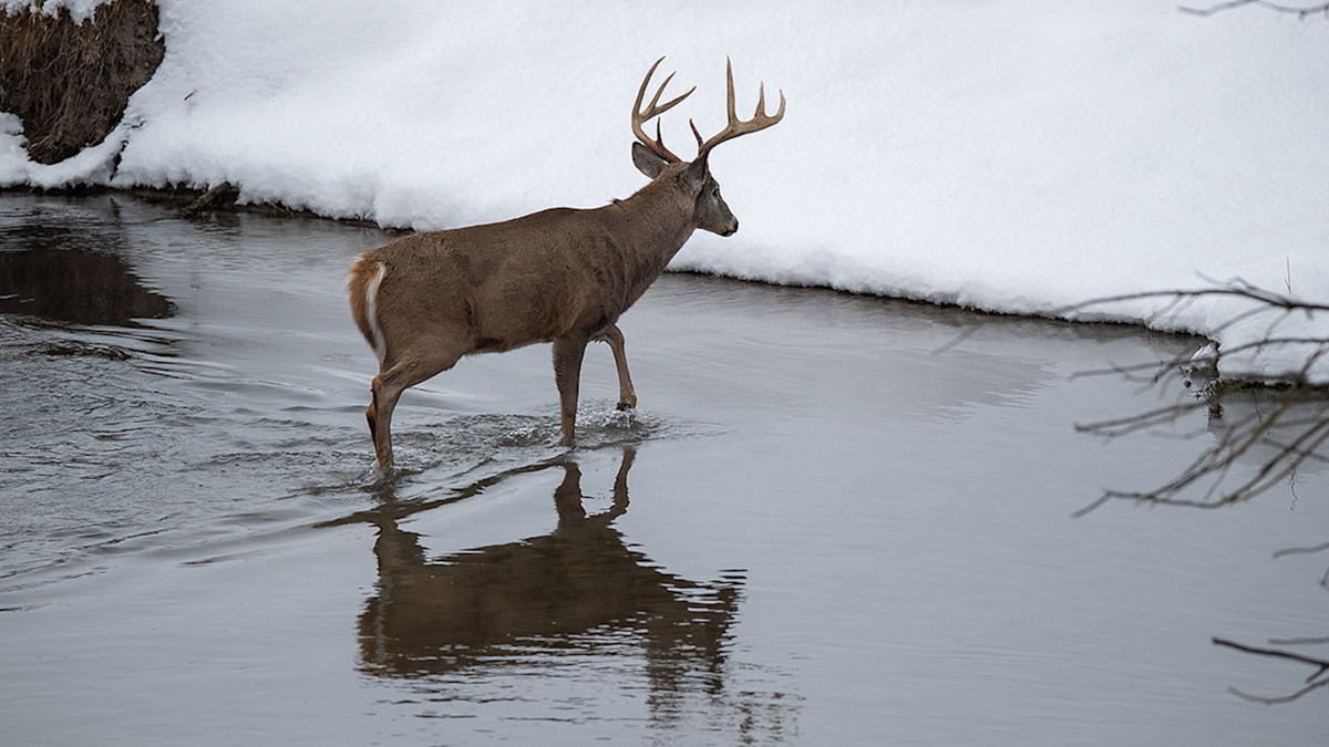 How to Find Deer Watering Holes