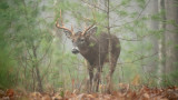 Does Barometric Pressure Affect Deer Movement?