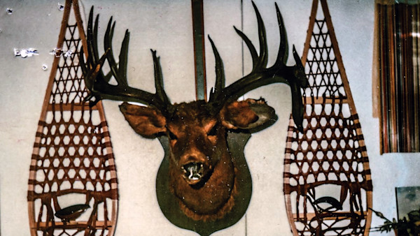 Mounted deer head with large antlers between two wooden snowshoes on wall