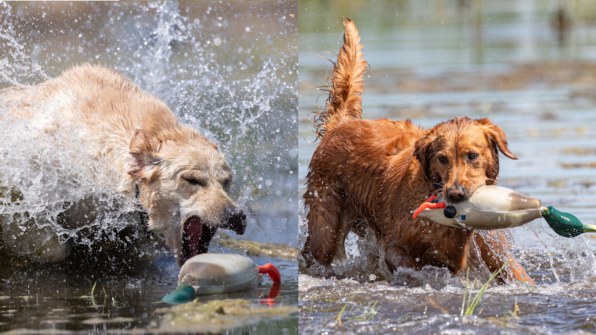 Breed Battle: Labrador Retrievers vs. Golden Retrievers