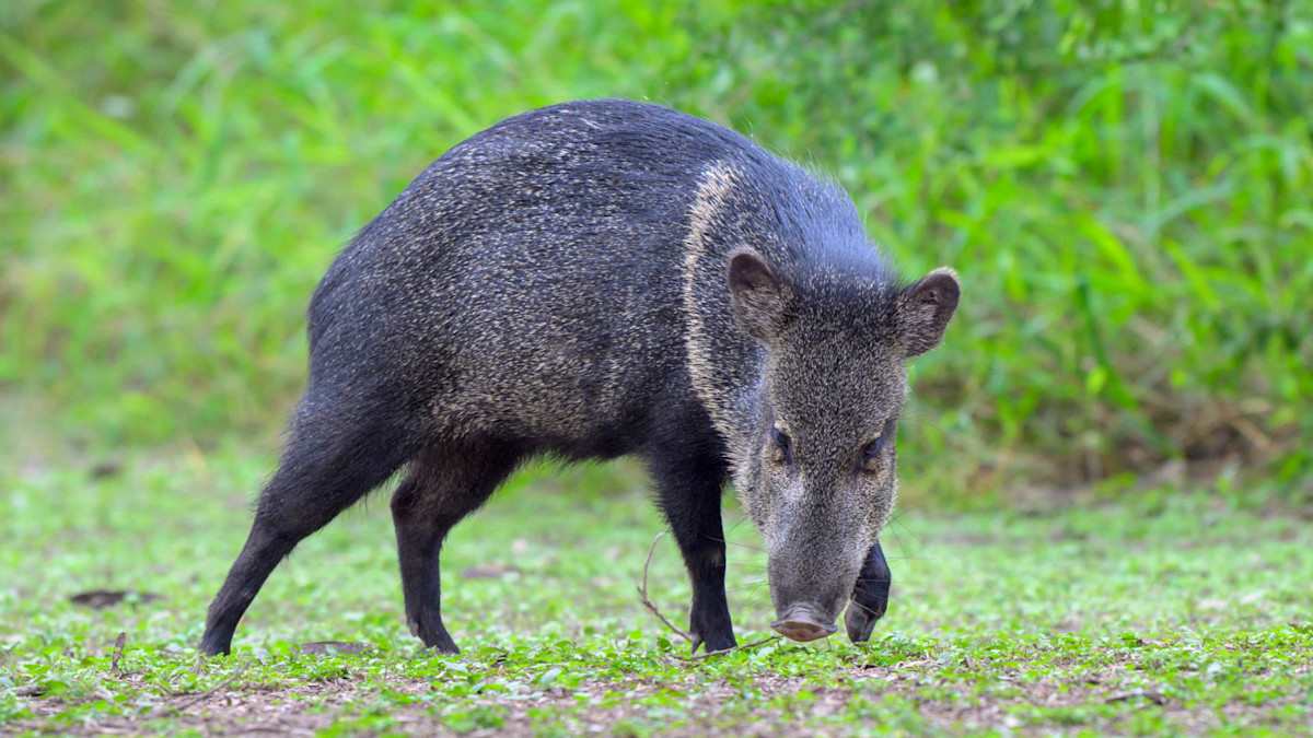 Javelina cover.jpg
