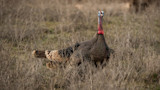Male wild turkey strutting in dry brown grass field