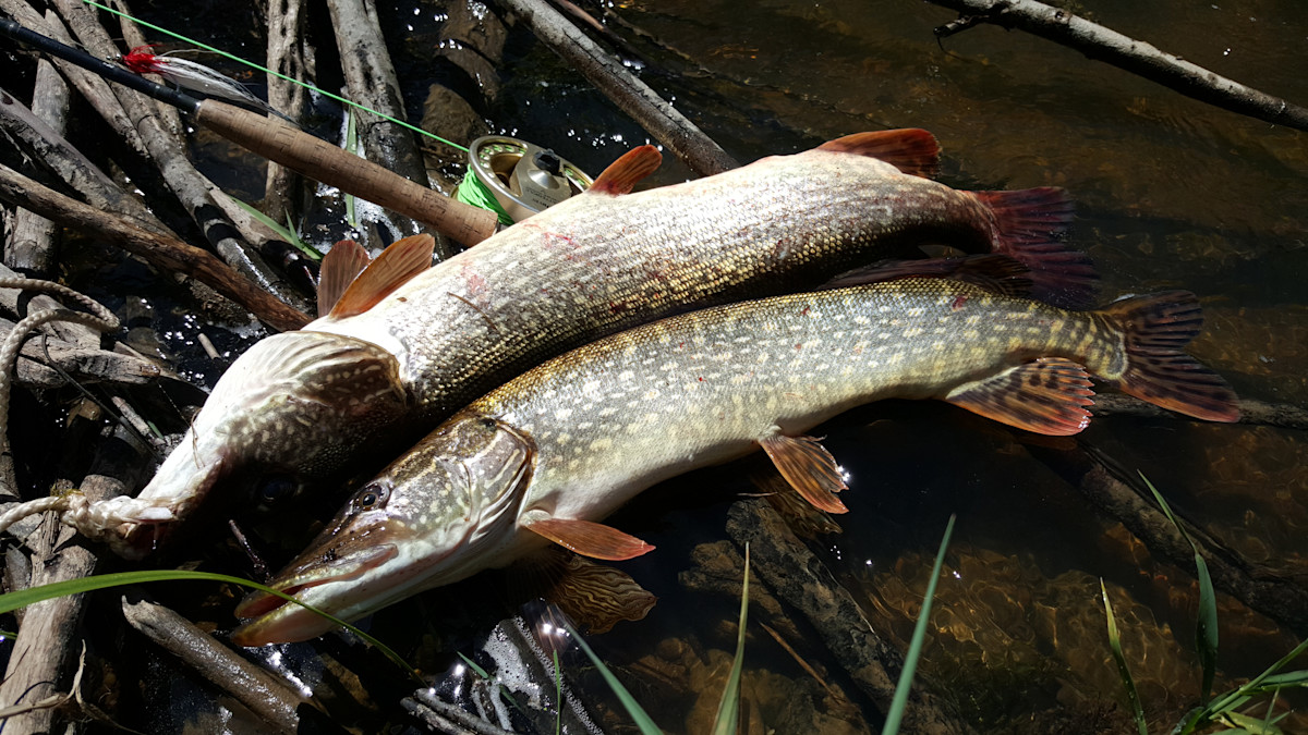 A MeatEater’s Guide to Eating Invasive Species