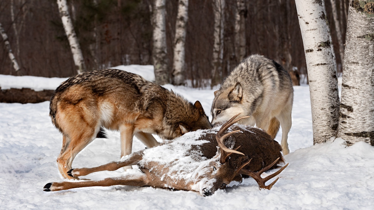 Colorado Considers Feeding Roadkill to Problem Wolves