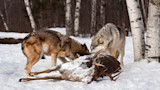 Two wolves feeding on a snow-covered deer carcass beneath birch trees