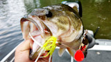 Largemouth bass held by hand with yellow spinnerbait and red teardrop blade