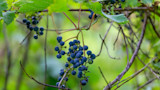 How to Forage for Wild Grapes