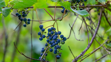 Dark blue grape cluster on vine with green leaves
