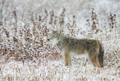 Coyote standing in a snow-covered field among dried brown grasses