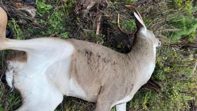 The Mysterious Case of a Hard-Antlered Doe