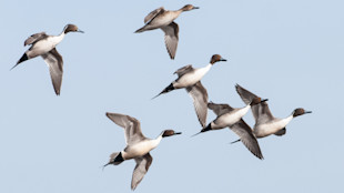 Flock of northern pintail ducks flying against a pale blue sky