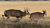 Buck nuzzling a doe in a dry grassy field