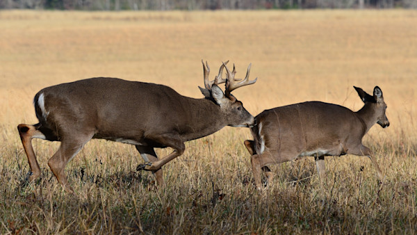 Buck nuzzling a doe in a dry grassy field