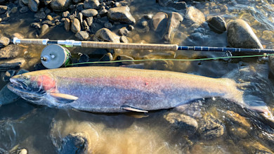Large steelhead on river rocks beside fly rod and reel