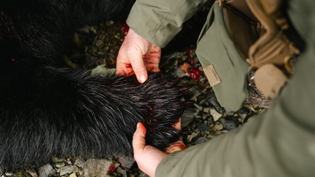 Louisiana Approves Limited Black Bear Season