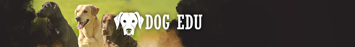 Three retriever dogs at left with white dog-head icon and text 'DOG EDU' center on dark gradient background