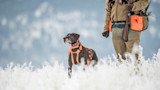 Hunting dog wearing orange e-collar harness standing in snowy field beside hunter carrying shotgun