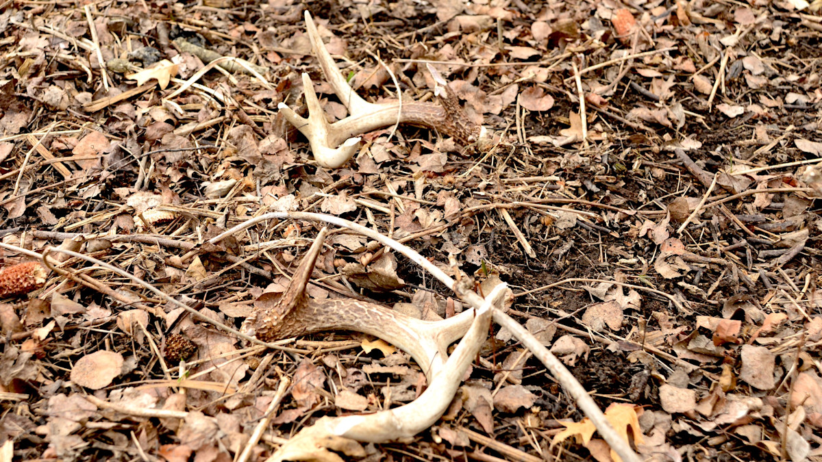 How to Find More Matched Sets of Shed Antlers This Winter