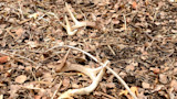 How to Find More Matched Sets of Shed Antlers This Winter
