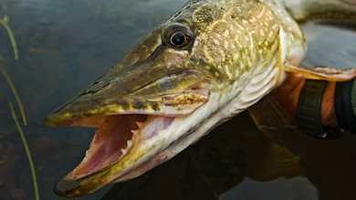 Northern pike at water's surface with open mouth showing sharp teeth, angler's hand visible