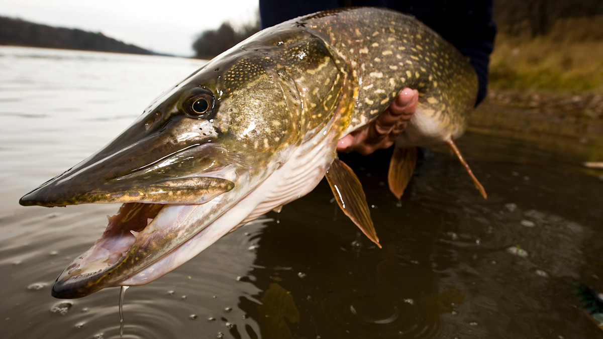 How to Catch Trophy Pike in The Fall
