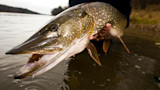 Large northern pike held over a river, mouth open, hands supporting its body