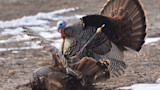 Male turkey with arrow in flank beside dead turkey on snowy field