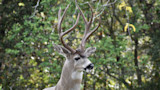 Buck with tall branched antlers in front of leafy green forest