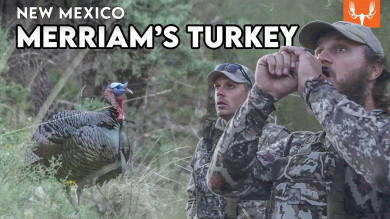 New Mexico Merriam's Turkey