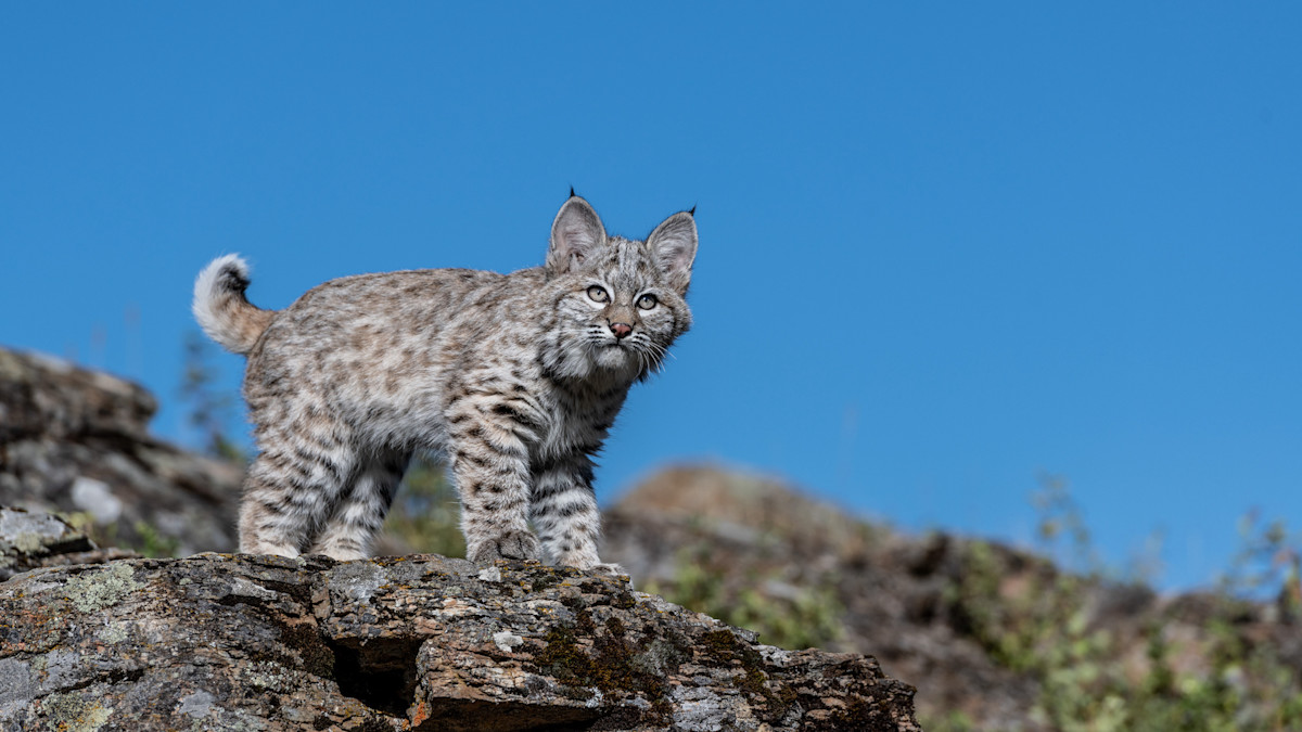 Commentary on Bird and Animal Names Fraught with Cutesy and Historical Perils