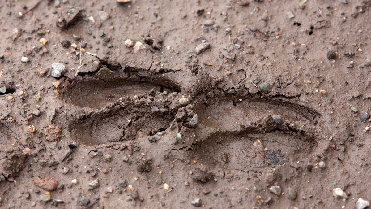 Deer Tracks are Underrated Sign You Shouldn’t Ignore