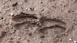 Deer Tracks are Underrated Sign You Shouldn’t Ignore