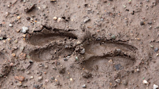 Deer hoof prints in muddy ground with small pebbles
