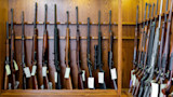 Row of tagged hunting rifles and shotguns in a wooden display cabinet