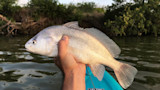 Freshwater drum held over water by a hand; blue kayak bow reads 'LIFETIME'