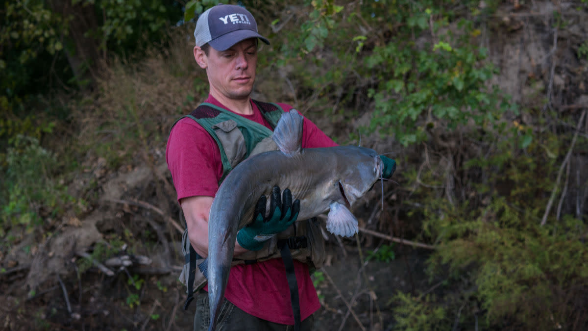 Man holding large catfish, wearing YETI hat and green life vest by riverbank
