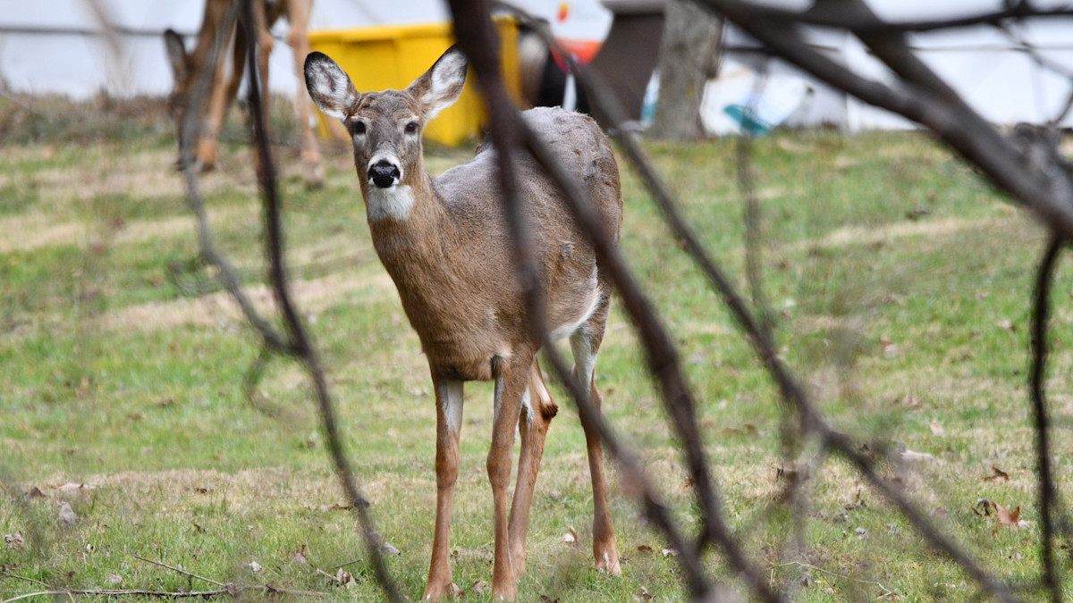 How Hunters Can Help Manage Urban Deer